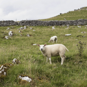 Kerry’s Wise Wool Project Tackles Ireland’s Wool Waste with Community Workshops